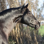 Filántropo Semental PRE Centro equino Jama en Talavera de la Reina Toledo