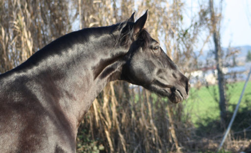 Filántropo Semental PRE Centro equino Jama en Talavera de la Reina Toledo