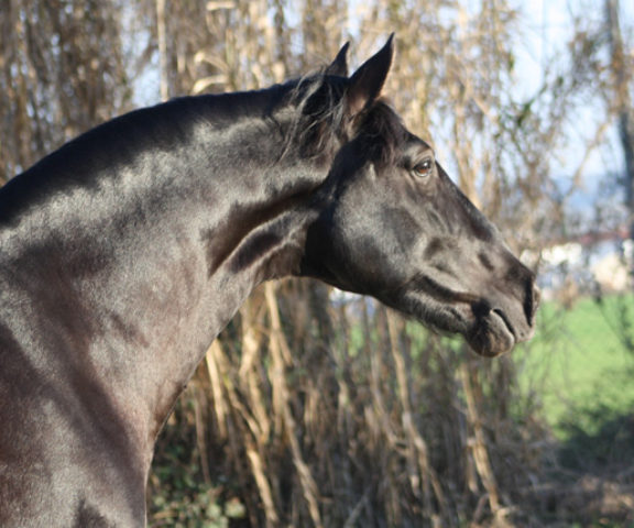 Filántropo PRE Stallion Equine Reproductive Centre Jama Talavera de la Reina Toledo Spain