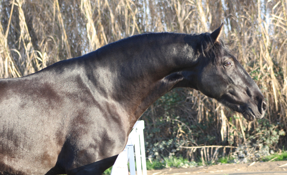 Filántropo Semental PRE Centro equino Jama en Talavera de la Reina Toledo