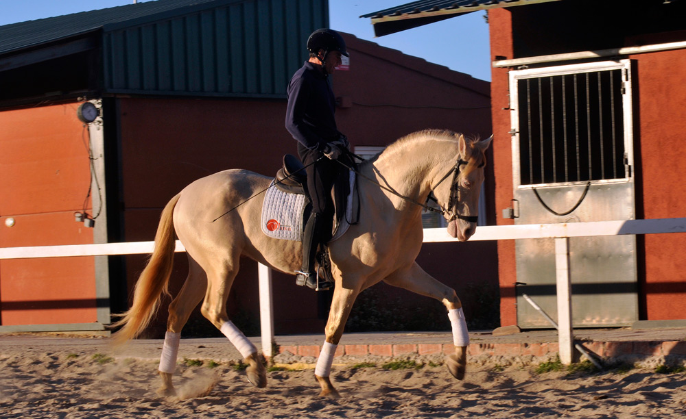 Semental PRE Golden de Lydia Centro equino Jama en Talavera de la Reina Toledo