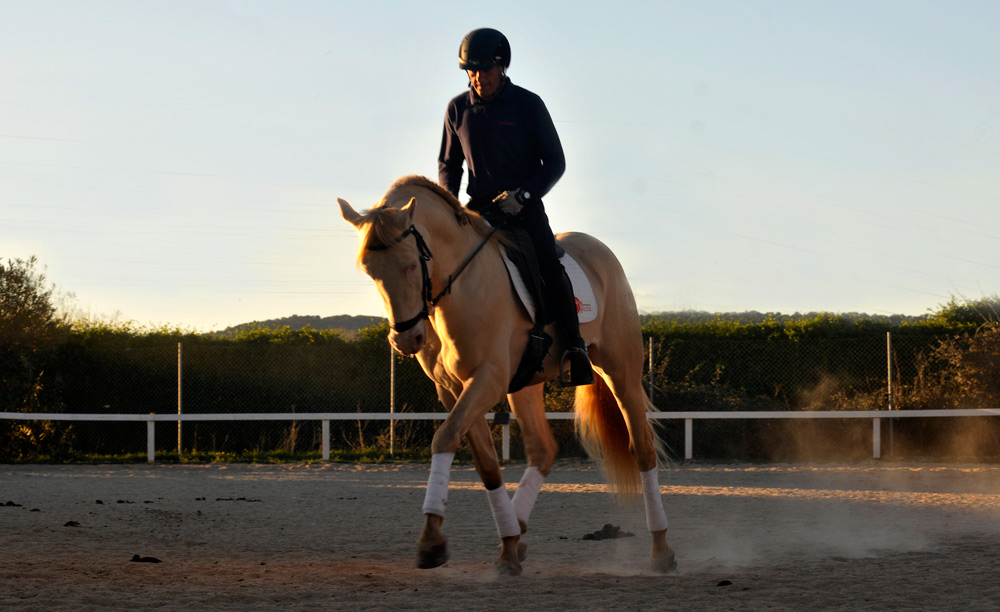 Semental PRE Golden de Lydia Centro equino Jama en Talavera de la Reina Toledo