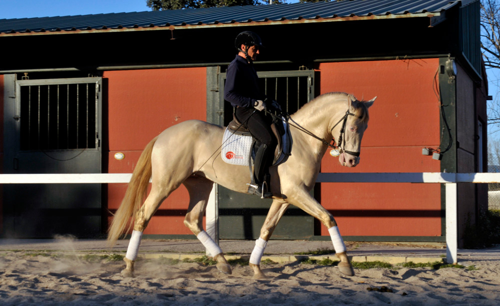 Semental PRE Golden de Lydia Centro equino Jama en Talavera de la Reina Toledo