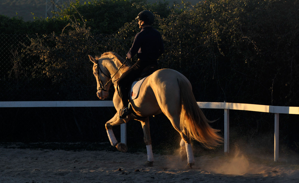 Semental PRE Golden de Lydia Centro equino Jama en Talavera de la Reina Toledo