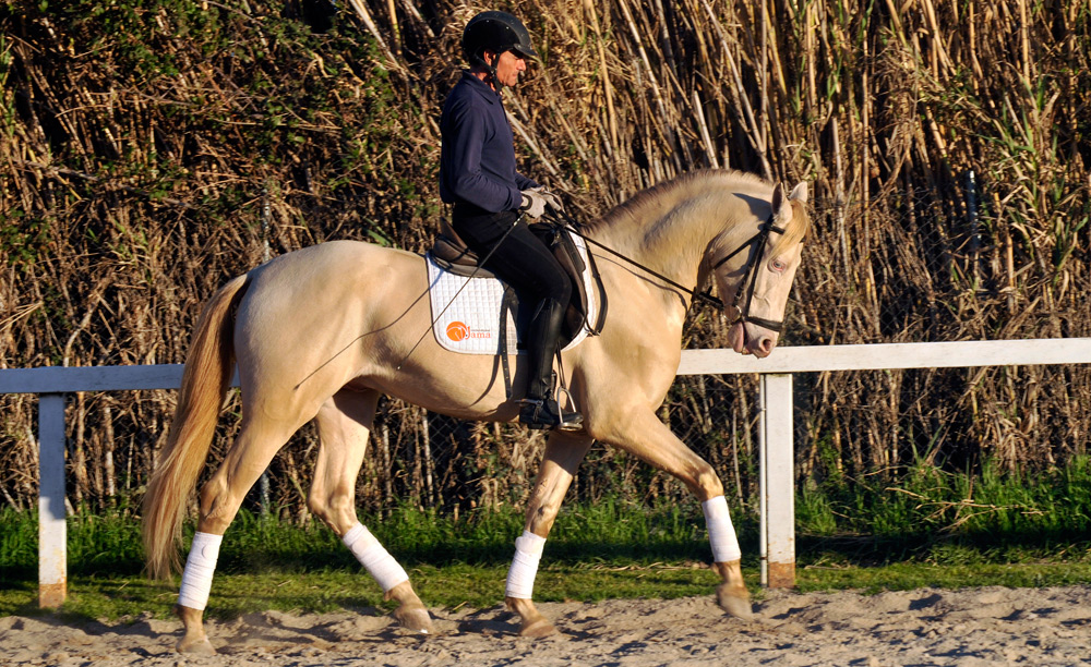 Semental PRE Golden de Lydia Centro equino Jama en Talavera de la Reina Toledo