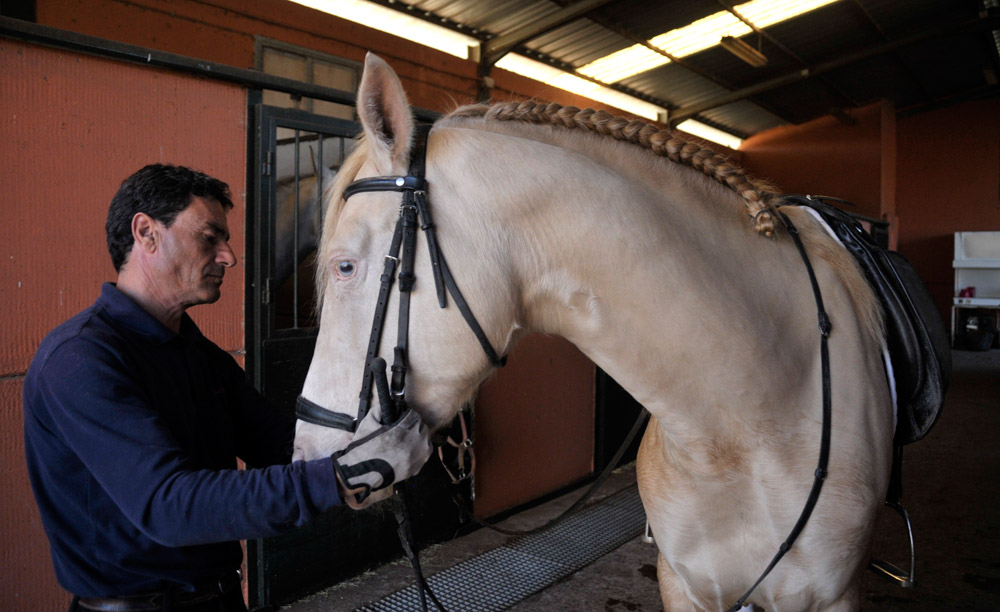 Semental PRE Golden de Lydia Centro equino Jama en Talavera de la Reina Toledo