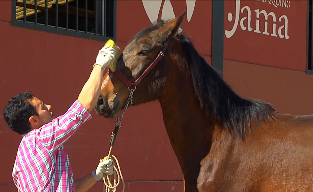 Semental PRE Mercurio Centro equino Jama en Talavera de la Reina Toledo