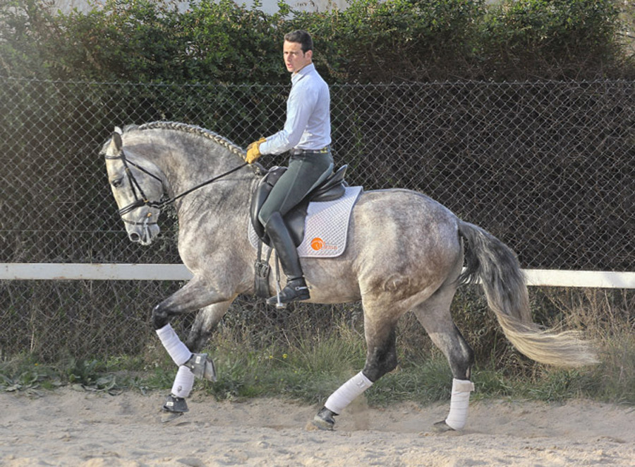 Sir Voluntario Semental PRE Centro equino Jama en Talavera de la Reina Toledo