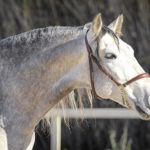 PRE Stallion Sir Voluntario Equine Reproductive Centre Jama Talavera de la Reina Toledo Spain