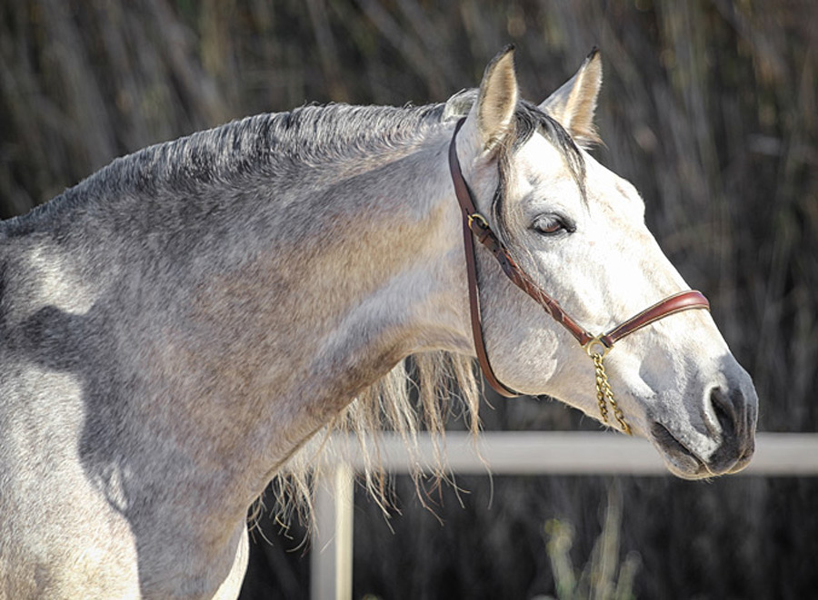 Sir Voluntario Semental PRE Centro equino Jama en Talavera de la Reina Toledo