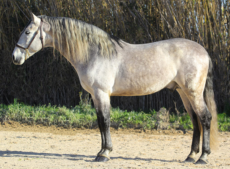 Sir Voluntario Semental PRE Centro equino Jama en Talavera de la Reina Toledo