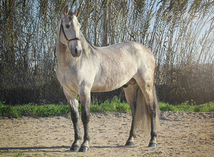 Sir Voluntario Semental PRE Centro equino Jama en Talavera de la Reina Toledo