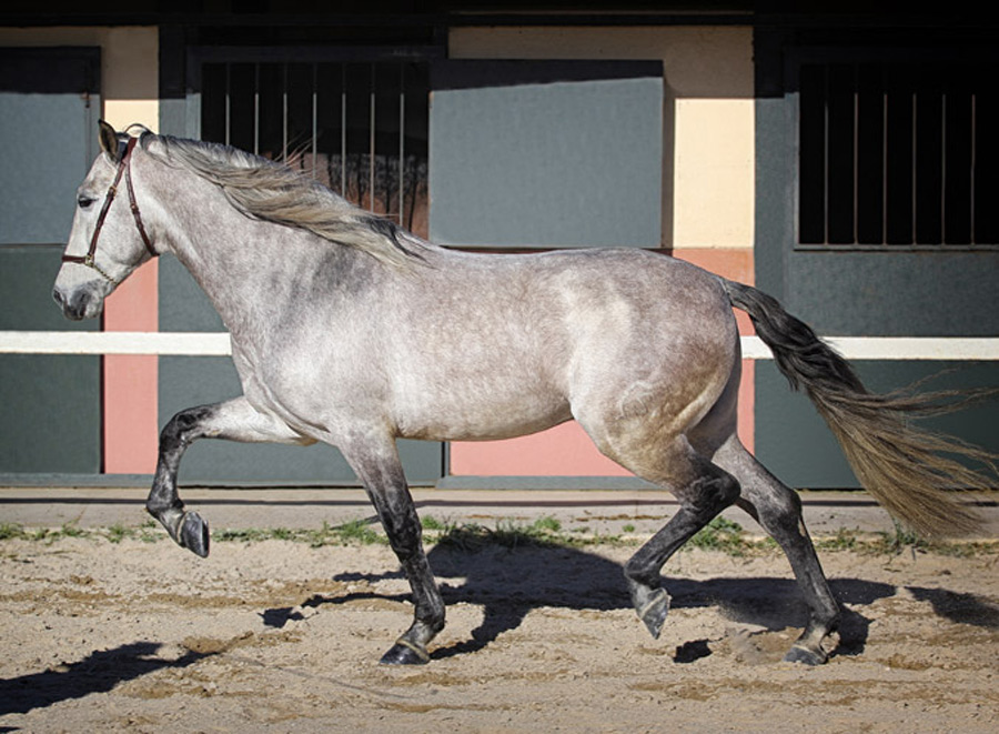 Sir Voluntario Semental PRE Centro equino Jama en Talavera de la Reina Toledo