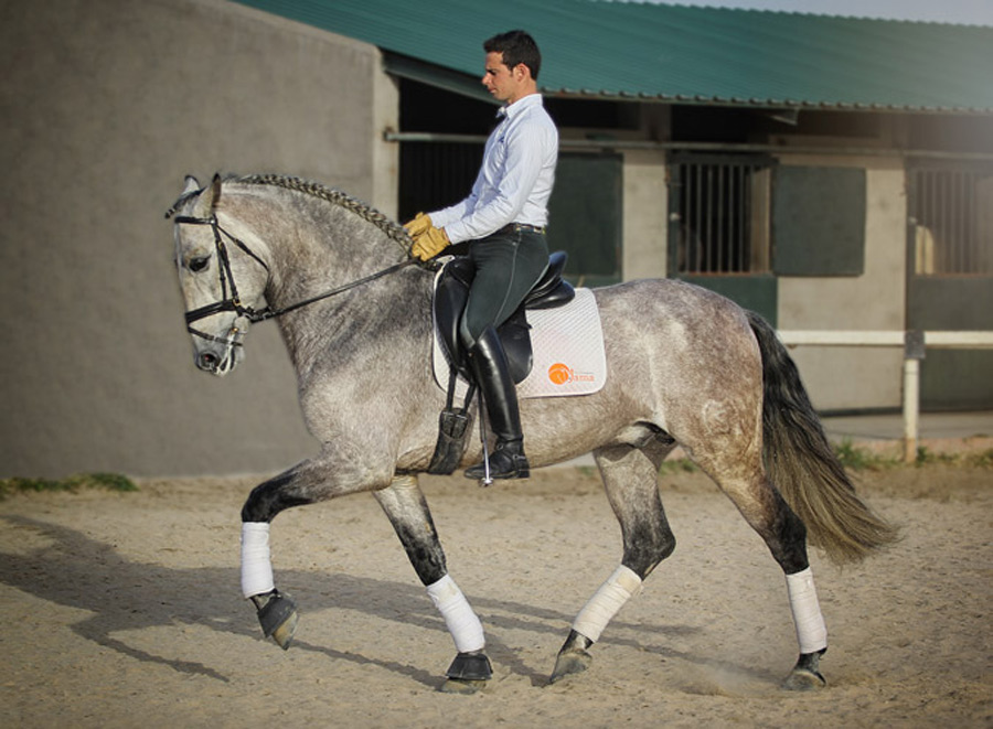 Sir Voluntario Semental PRE Centro equino Jama en Talavera de la Reina Toledo