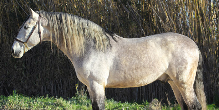 Semental PRE Sir Voluntario Centro equino Jama en Talavera de la Reina Toledo