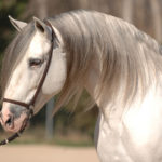 Trianero XVII PRE Stallion Equine Reproductive Centre Jama Talavera de la Reina Toledo Spain