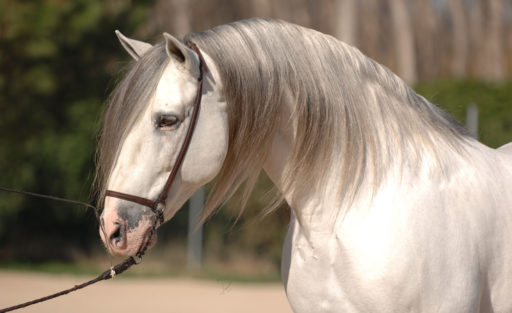 Trianero XVII PRE Stallion Equine Reproductive Centre Jama Talavera de la Reina Toledo Spain