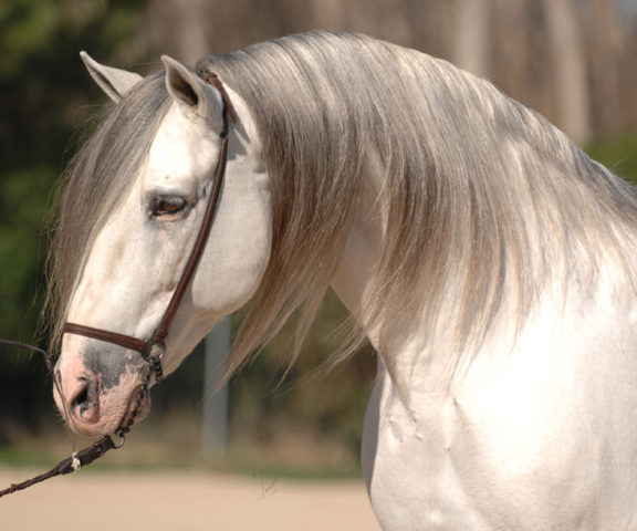 Trianero XVII PRE Stallion Equine Reproductive Centre Jama Talavera de la Reina Toledo Spain