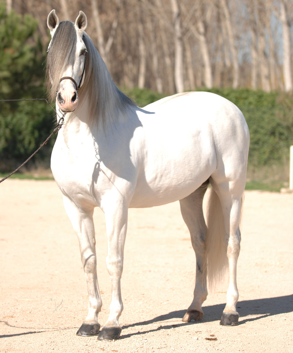 Semental PRE Trianero Centro equino Jama en Talavera de la Reina Toledo
