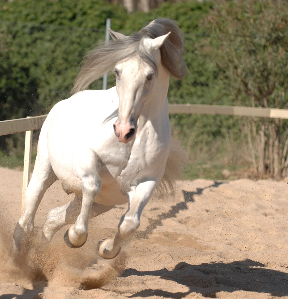 Semental PRE Trianero Centro equino Jama en Talavera de la Reina Toledo