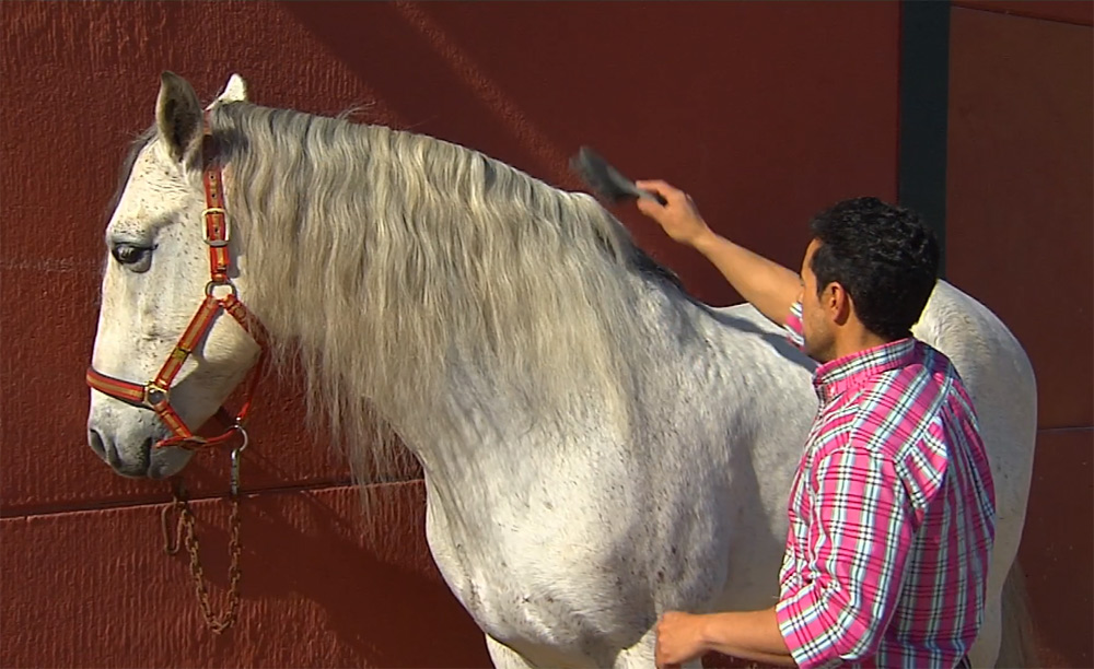 Semental PRE Voluntario Centro equino Jama en Talavera de la Reina Toledo