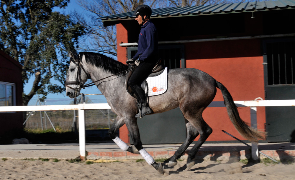 Semental Psl Lirio Centro equino Jama en Talavera de la Reina Toledo
