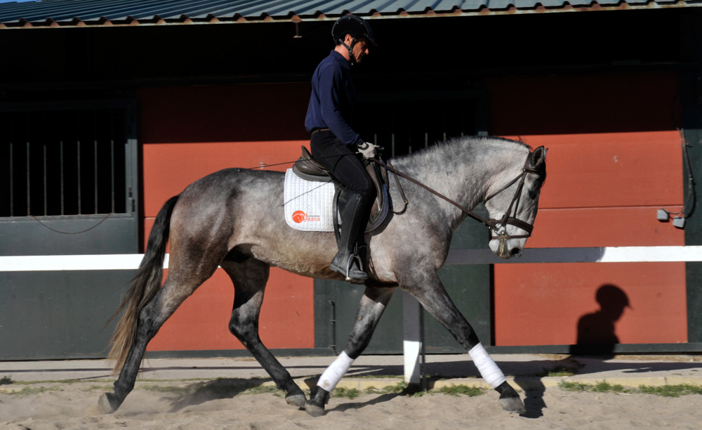 Semental Psl Lirio Centro equino Jama en Talavera de la Reina Toledo