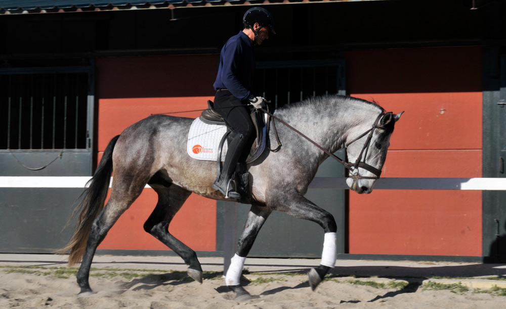 Semental Psl Lirio Centro equino Jama en Talavera de la Reina Toledo